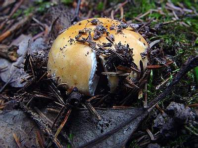 Сыроежка золотисто-желтая (Russula lutea); Фото Вячеслава Степанова
